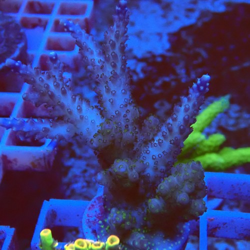 Acropora secale M10 WYSIWYG