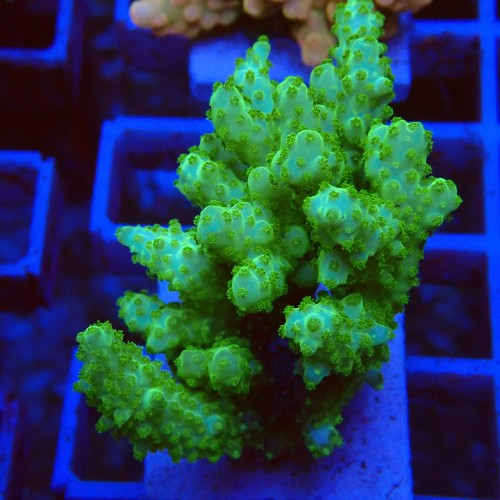 Acropora sp M6 WYSIWYG