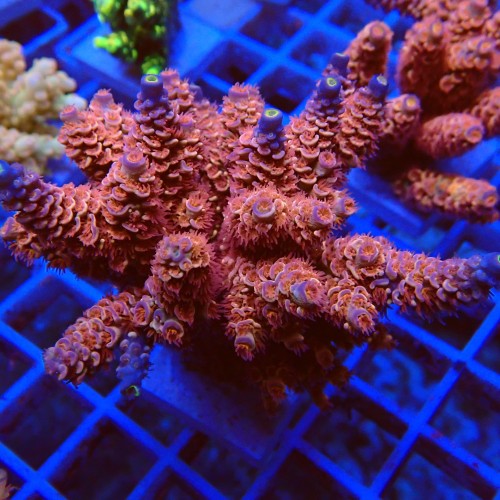 Acropora tenius O4 WYSIWYG