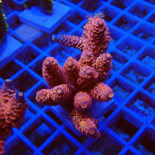 Acropora tenius O5 WYSIWYG