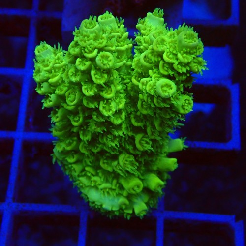 Acropora tenius S3 WYSIWYG