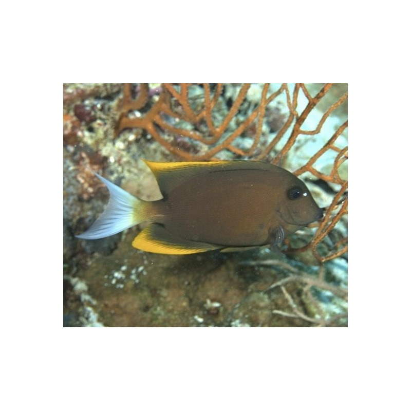 Ctenochaetus tominiensis 5-7cm
