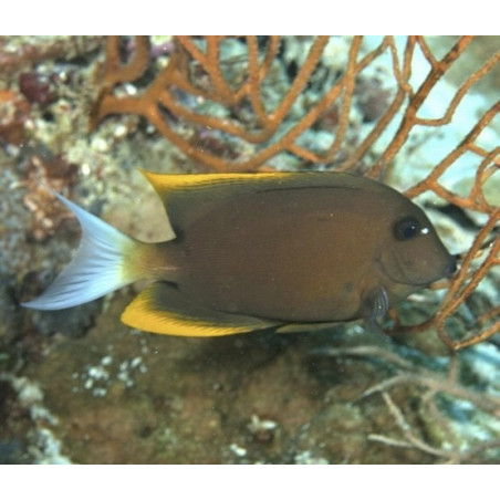 Ctenochaetus tominiensis 5-7cm