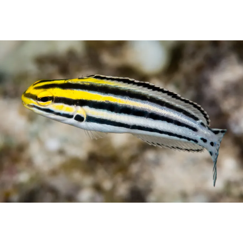 Meicanthus grammistes