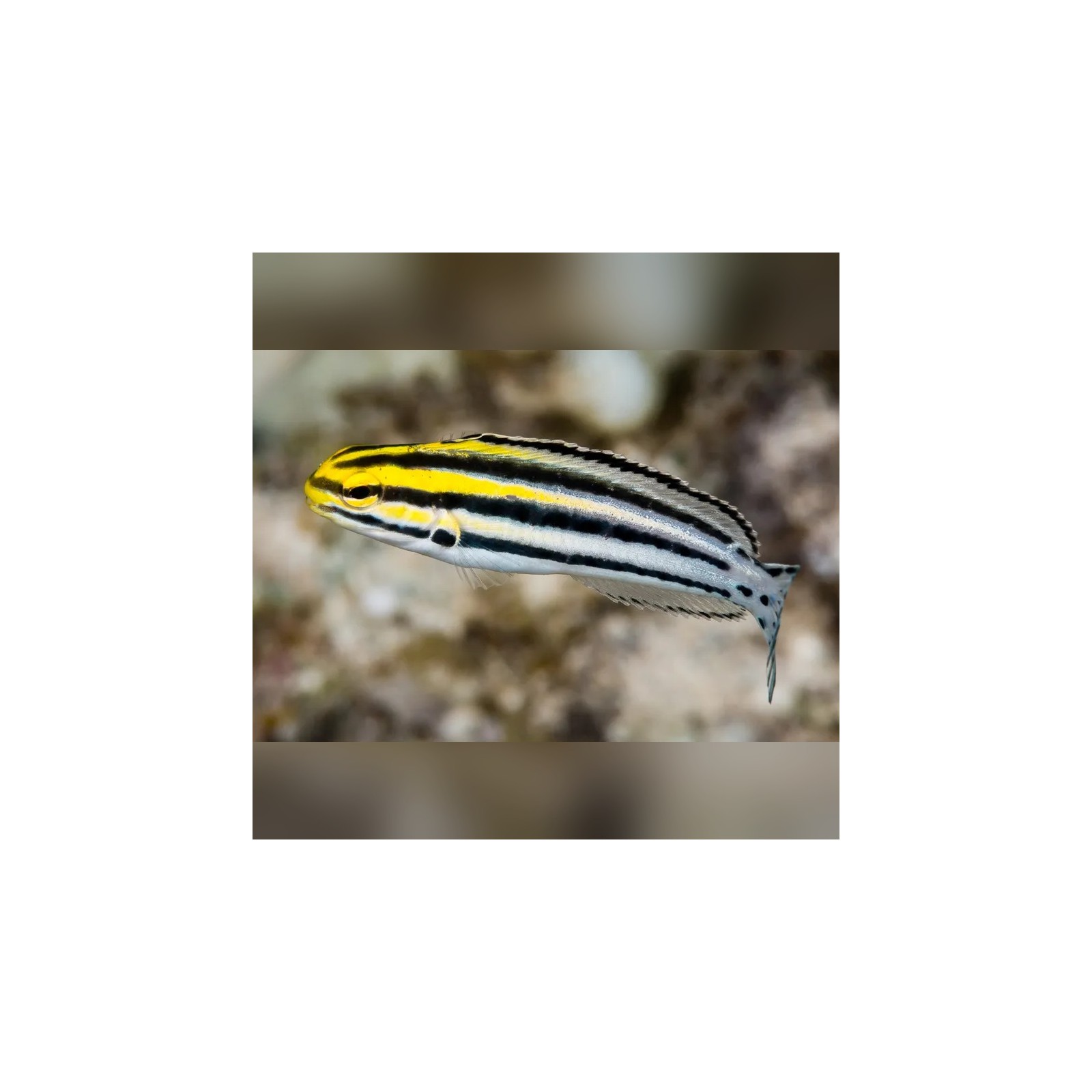 Blennie rayée – Meiacanthus grammistes | Créati'Récif