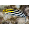 Meicanthus grammistes