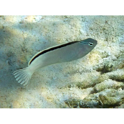 Meicanthus smithi