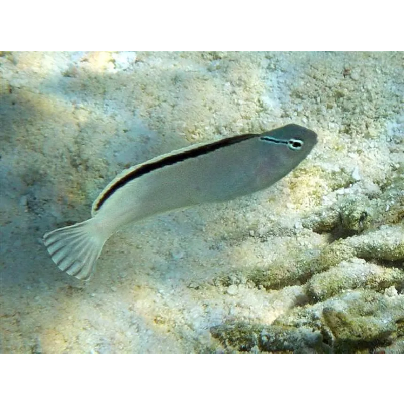 Meicanthus smithi