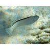 Meicanthus smithi