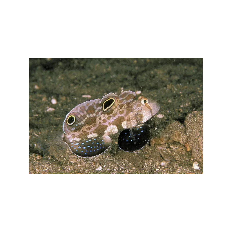 Signigobius biocellatus