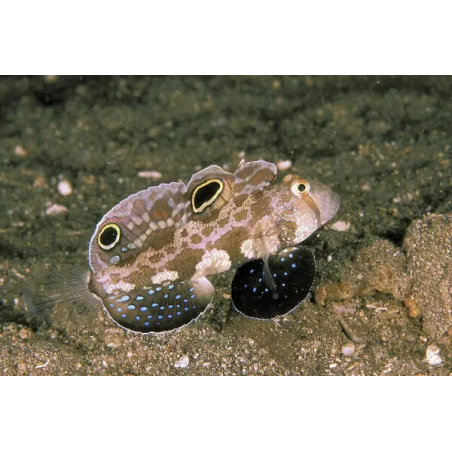 Signigobius biocellatus