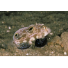 Signigobius biocellatus