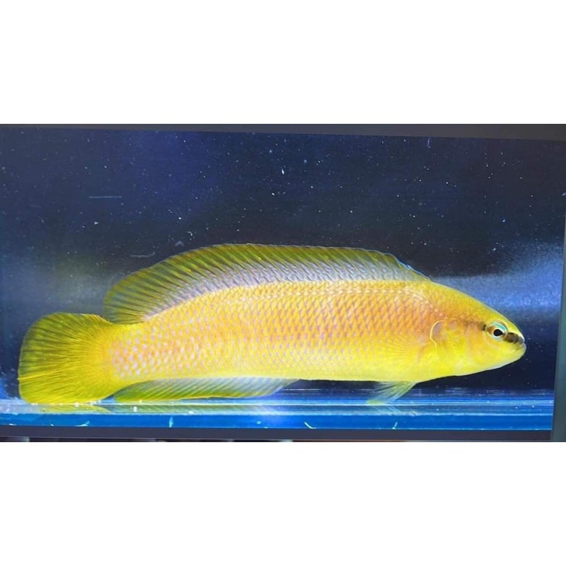 Pseudochromis leucorhynchus Elevage