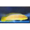 Pseudochromis leucorhynchus Elevage