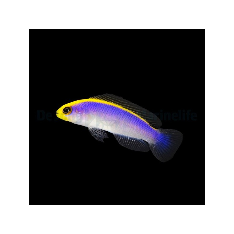 Pseudochromis flavivertex Elevage