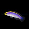 Pseudochromis flavivertex Elevage