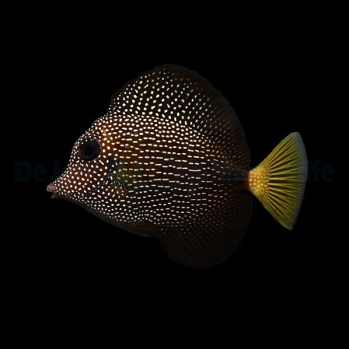 Chirurgien à pois Zebrasoma Gemmatum 6-8cm | Créati'Récif