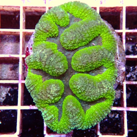 Lobophyllia vert