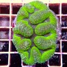 Lobophyllia vert