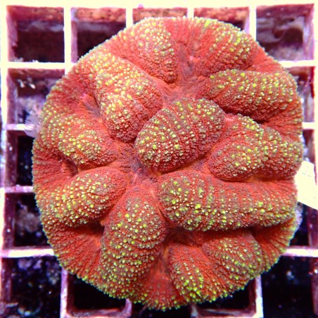 Lobophyllia Rouge WYSIWYG