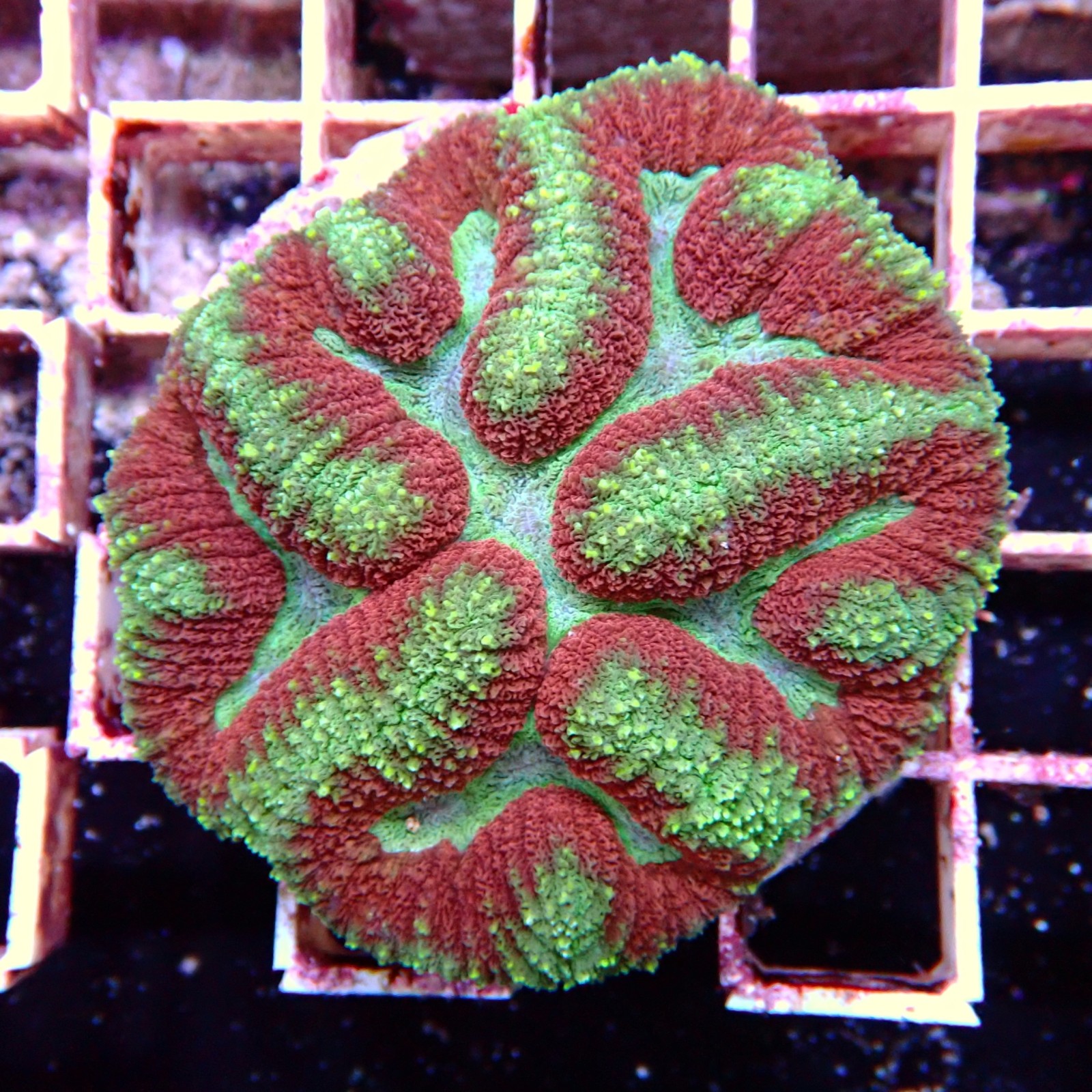 Lobophyllia Multicolor WYSIWYG