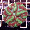 Lobophyllia Multicolor WYSIWYG