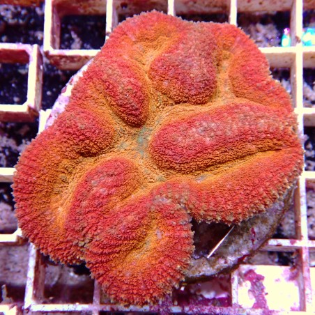 Lobophyllia Rouge WYSIWYG