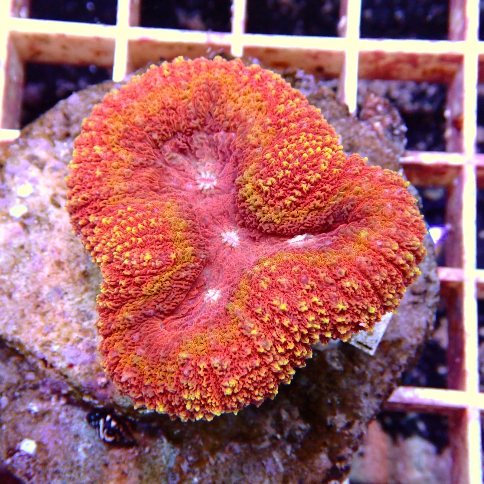 Lobophyllia Rouge WYSIWYG