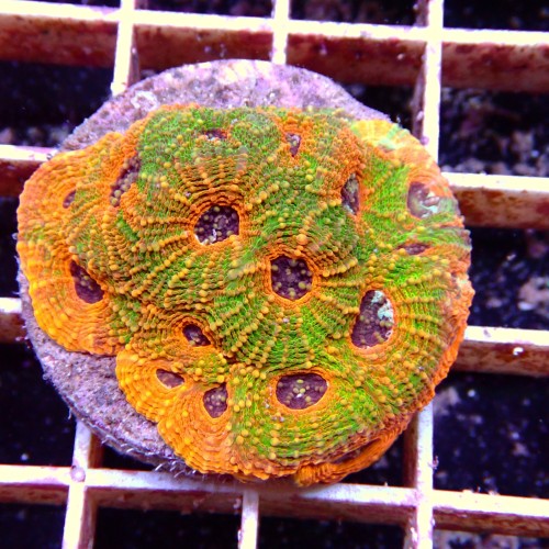 Acanthastrea Echinata Premium WYSIWYG