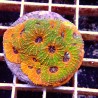 Acanthastrea Echinata Premium WYSIWYG