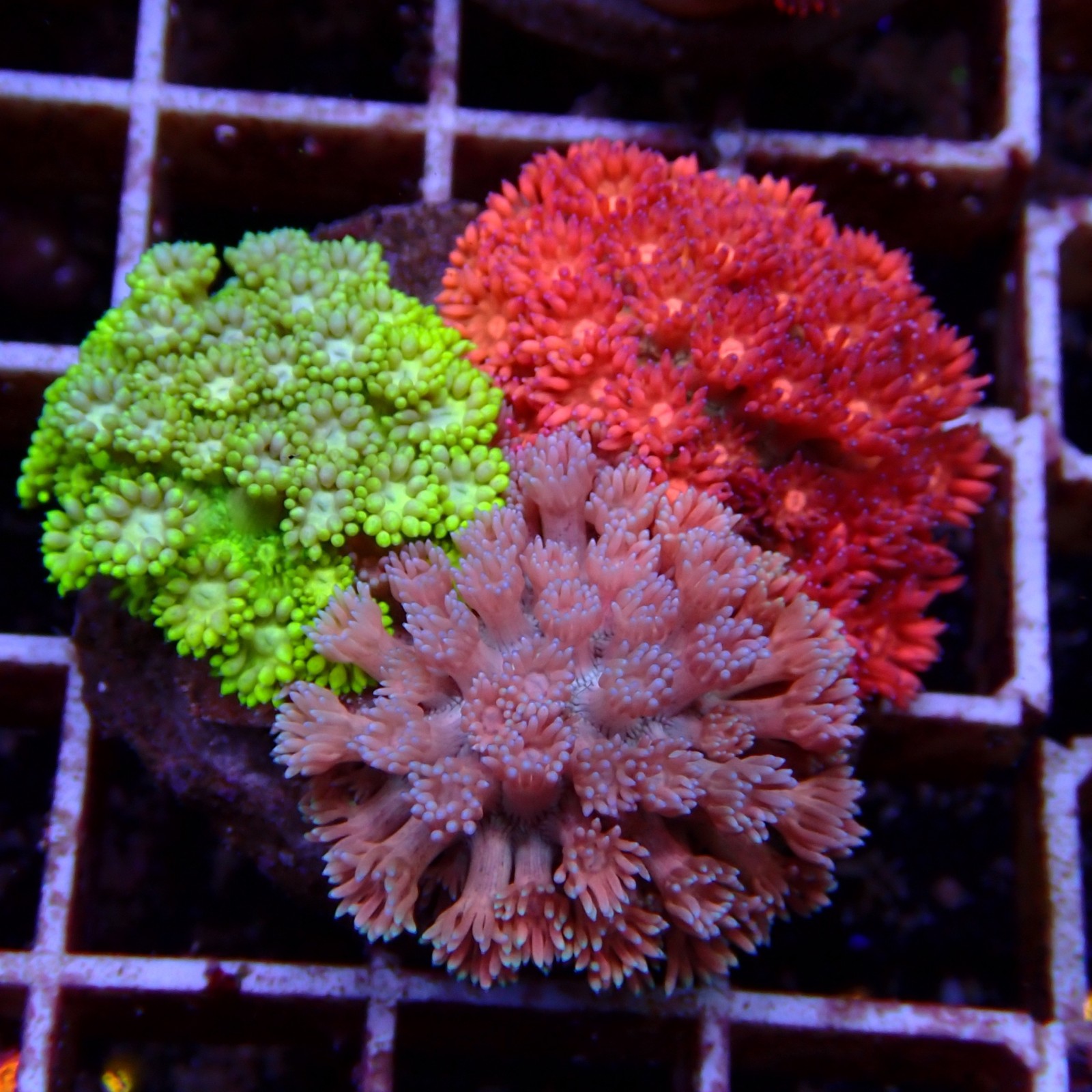Goniopora Trio WYSIWYG