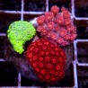Goniopora Trio WYSIWYG