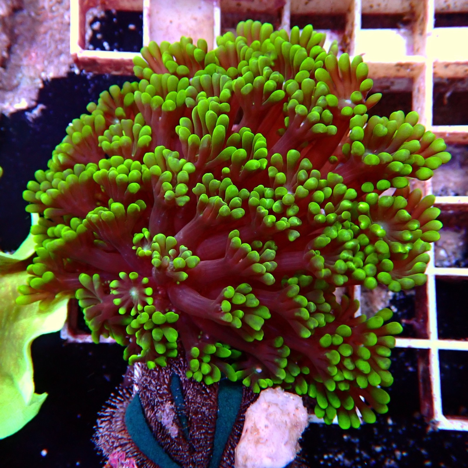 Alveopora Vert WYSIWYG