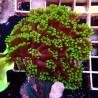 Alveopora Vert WYSIWYG