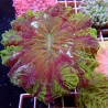 Acanthophyllia WYSIWYG