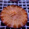 Fungia Orange WYSIWYG