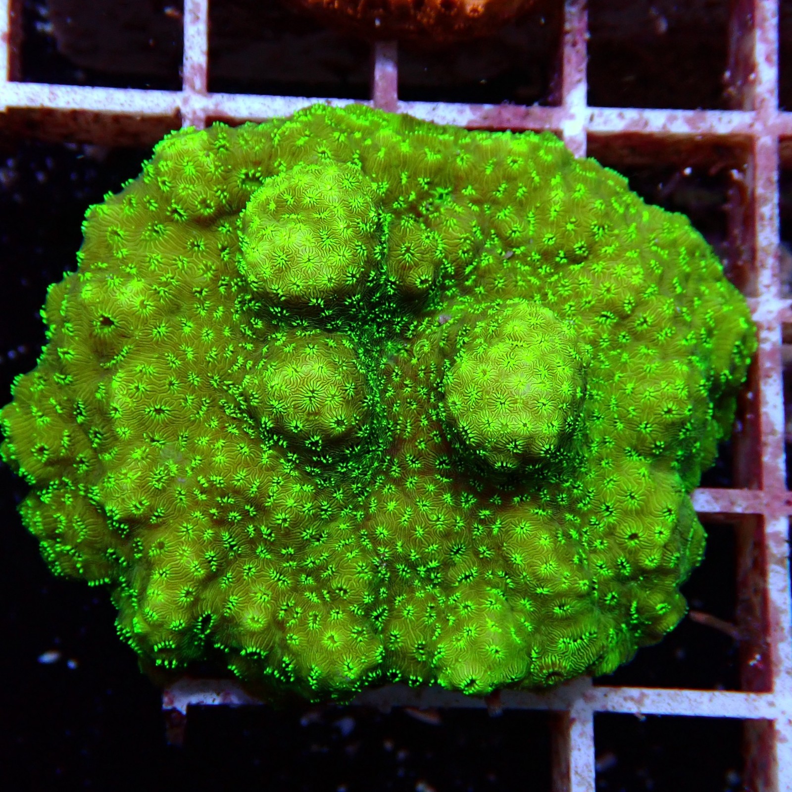 Pavona Maldivensis WYSIWYG