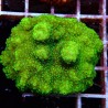Pavona Maldivensis WYSIWYG
