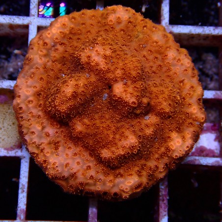 Pavona Maldivensis WYSIWYG