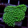 Montipora Danae WYSIWYG