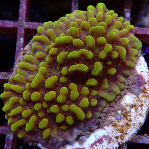 Montipora Danae