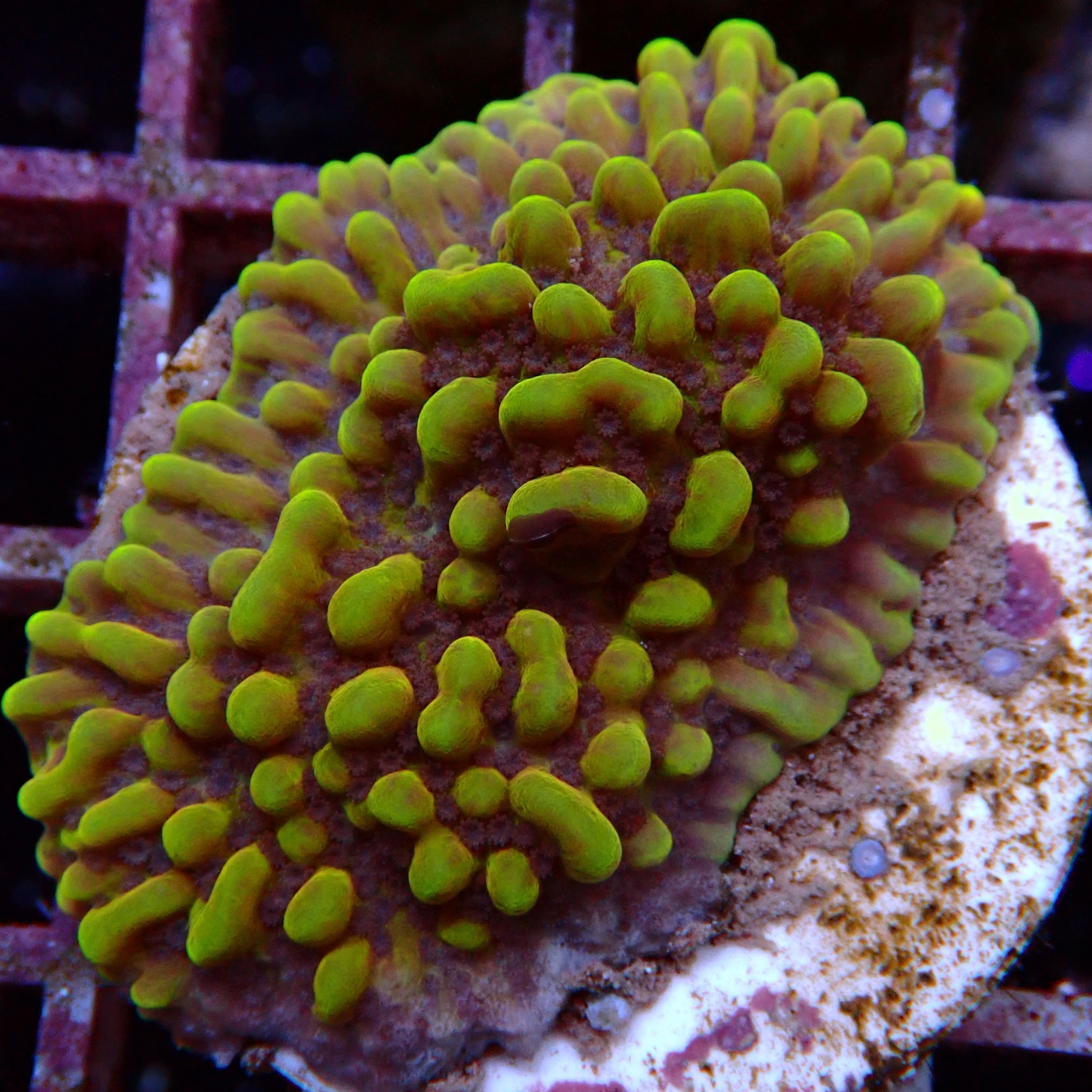 Montipora Danae