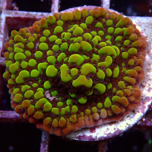 Montipora Danae WYSIWYG