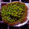 Montipora Danae WYSIWYG