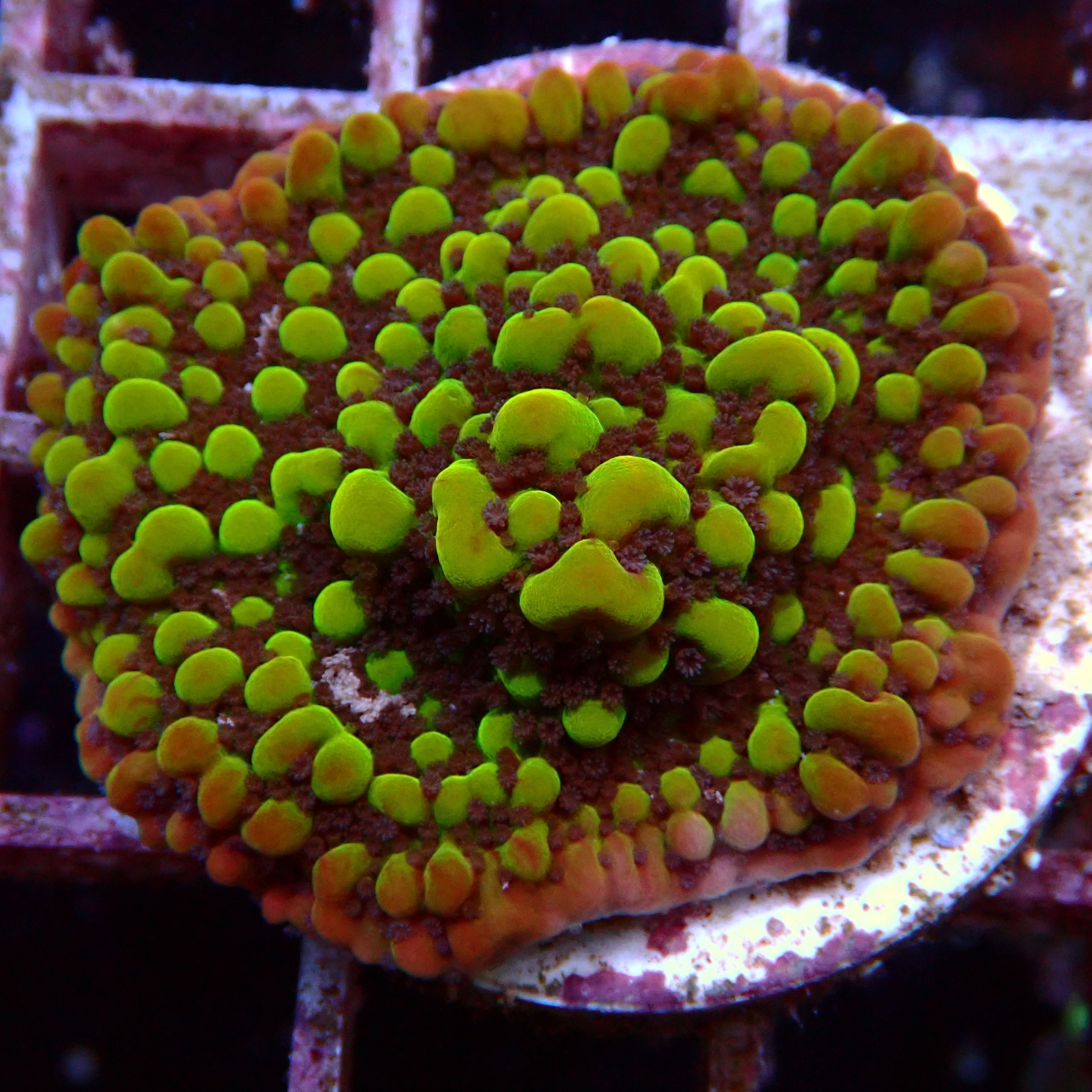 Montipora Danae WYSIWYG