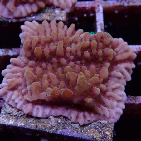 Montipora Danae