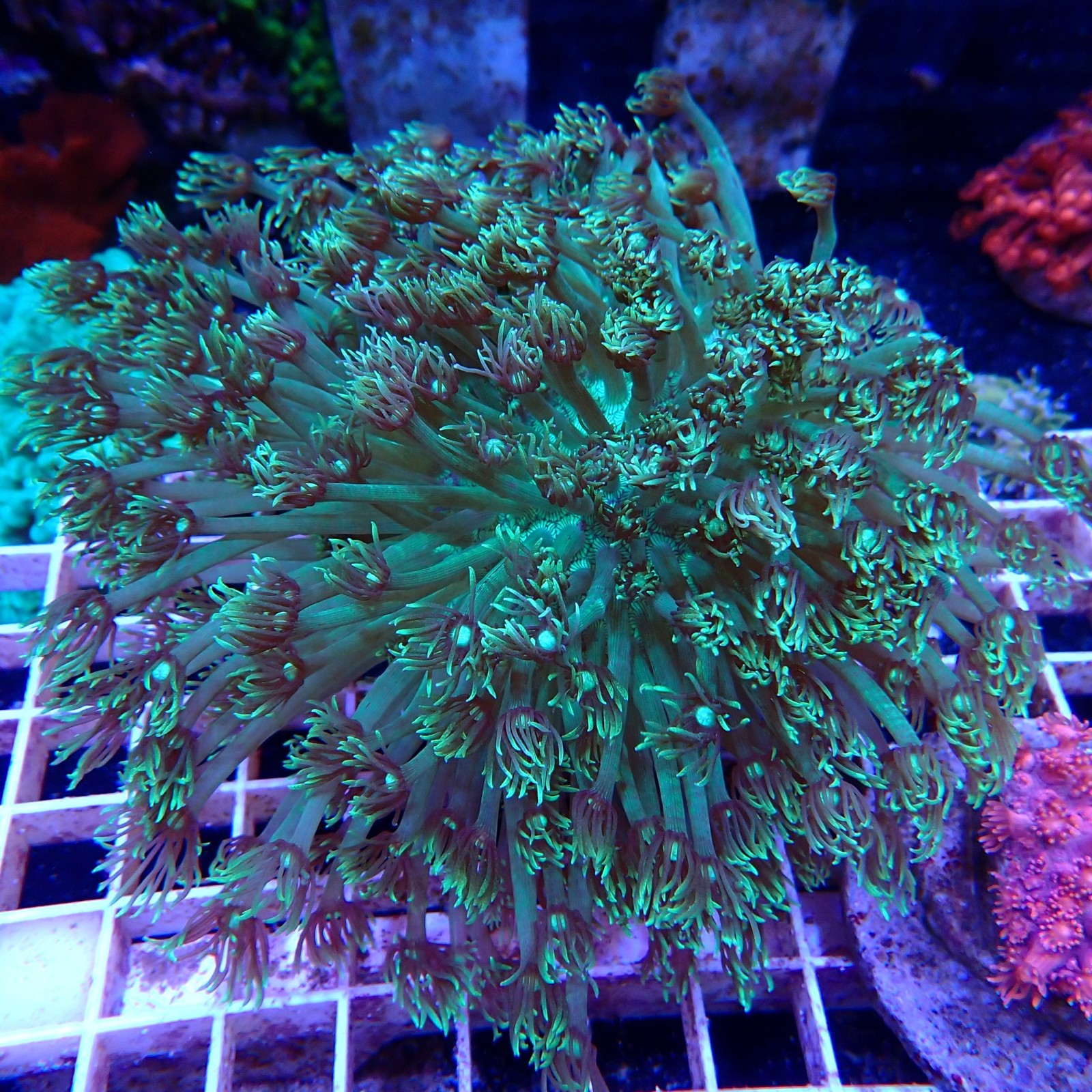 Goniopora XL WYSIWYG