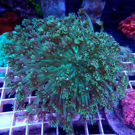 Goniopora XL WYSIWYG