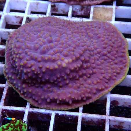 Turbinaria Violet WYSIWYG