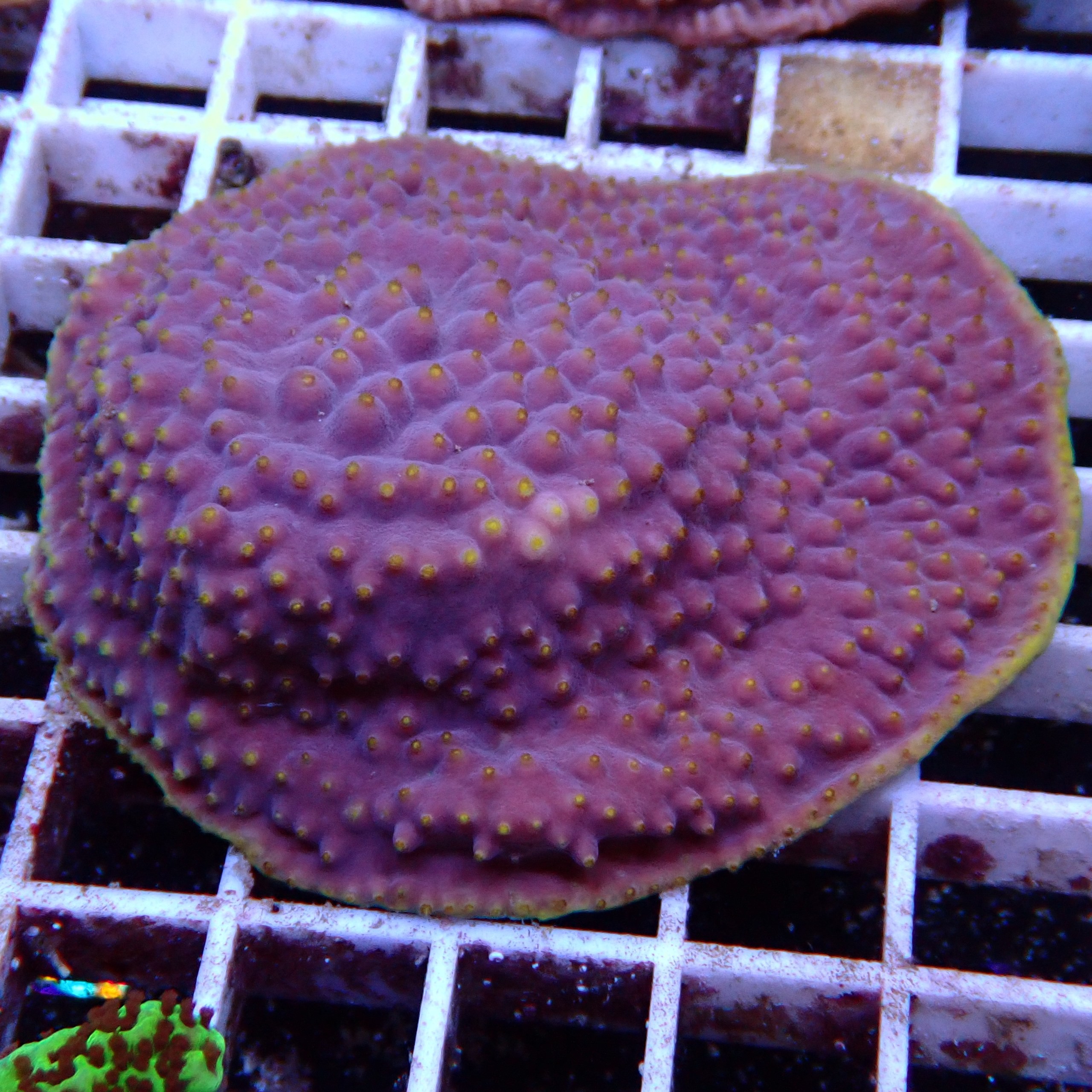 Turbinaria Violet WYSIWYG